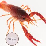 Chitosan Oligosaccharide COS - 90% Raw Material Enhance Disease Resistance