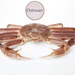 Chitosan Oligosaccharide COS - 90% Raw Material Enhance Disease Resistance