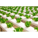 Potassium Humate Fertilizer - Auxin Plant Hormone Soil Conditioner