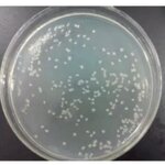 Bacillus Subtilis BS - Biological Fungicide Powder Organic Farming Grade
