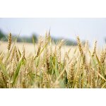 EDDHA Fe 6% Fertilizer - Factory Price Stable pH 4-10 Iron Micronutrient