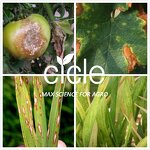 Azoxystrobin Pyroxystrobin - 60% WDG DF New Tech Fungicide