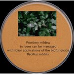 Bacillus Subtilis BS - Biological Fungicide Powder Organic Farming Grade