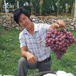 Polyglutamic Acid PGA - L-glutamicacid Polymer Fertilizer Synergist Yield