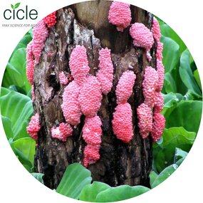 Tea Saponin Fertilizer - Earthworm Control Protect Golf Course Turf