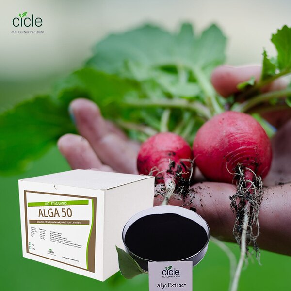 Seaweed Extract Powder - OMRI Listed Ascophyllum Bio Organic Alga Fertilizer