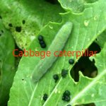 Bacillus Thuringiensis Kurstaki BTK - Bt CAS 68038-71-1 Lepidoptera Pesticide