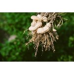 Rhizobium Japonicum - Bradyrhizobium Leguminous Crops Nitrogen Supplement