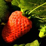 Seaweed Extract Powder - Alga Bio Organic Fertilizer for Agriculture