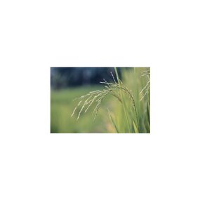 3,4-Dimethylpyrazole Phosphate DMPP - Safe Nitrification Inhibitor No Residue No Risk