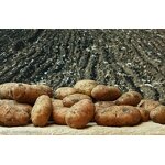 EDDHA Fe 6% Fertilizer - Factory Price Stable pH 4-10 Iron Micronutrient