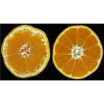 Triacontanol Powder - 90% TC Bee Wax Extract Plant Growth Regulator