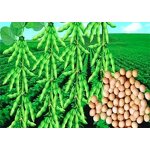 Rhizobium Japonicum - Bradyrhizobium Leguminous Crops Nitrogen Supplement