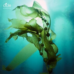 Seaweed Extract Powder - Alga Bio Organic Fertilizer for Agriculture