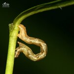 Bacillus Thuringiensis Bt - Organic Pesticide Agriculture Pest Control Effective