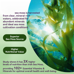 Sea Moss Gummies - Vigo OEM Immune Boosting Healthcare Supplements Tool