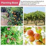 Lychee Powder Manufacturer - Spray Dried Fruit Juice Powder