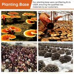 Chaga Mushroom Extract Manufacturer - 10%-50% Polysaccharides Natural