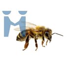 Bee Venom Powder - Wholesale Pure Melittin Extract Bulk Honey Bee Apitoxin