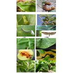 Diflubenzuron Factory - 98% TC Dimilin Insect Growth Regulator