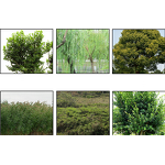 Herbicide Manufacturer - Hexazinone 5% Gr for Root Rot