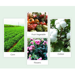 Spinosad Manufacturer - 20% SC Bio Pesticide for Cabbage Thrips