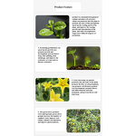 Sodium Nitrophenolate Manufacturer - Atonik 98% TC Plant Growth Regulator