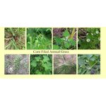 Topramezone Manufacturer - 30% SC Herbicide for Corn Field Grass