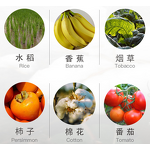 Ethephon Manufacturer - 20% GR Plant Growth Regulator for Fruit Ripening