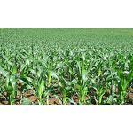 Topramezone Manufacturer - 30% SC Herbicide for Corn Field Grass