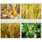 NPK Fertilizer Manufacturer - 10-50-6 + TE Water Soluble for Fruit Vegetable