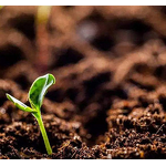 Potassium Fulvate Powder Manufacturer - Fulvic Acid 50% Full Soluble Organic