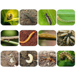 Trichlorfon Manufacturer - 90%-97% TC Soil Insect Pesticide for Vegetables