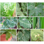 Abamectin Hexaflumuron Manufacturer - 2.5% EC for Cabbage Pesticide