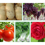 DA-6 Powder Factory - Diethyl Aminoethyl Hexanoate 98% TC Plant Regulator