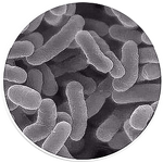 Organic Fertilizer Manufacturer - Manure Maturity BIO Fermentation Strains