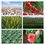 Imidacloprid Manufacturer - 70% WG Pesticide for Aphid Scale Insect