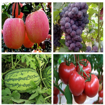 Sodium Nitrophenolate Manufacturer - Atonik 98% TC Plant Growth Regulator