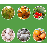 Diflubenzuron Factory - 98% TC Dimilin Insect Growth Regulator