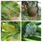 Benfuracarb Factory - 94% TC Technical Powder Pesticide