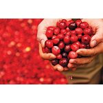 Cranberry Fruit Powder - USA EU Pure Natural Freeze Dried Food Supplement