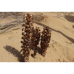 Cistanche Deserticola Extract - Factory 20:1 10:1 Tubulosa Root Powder