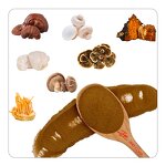 Herbal Mushroom Extract Powder - JHD USDA Organic Lions Mane Reishi Cordyceps Chaga