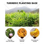 Turmeric Root Extract - USA EU Water Soluble 5%-95% Curcuminoids Organic Powder
