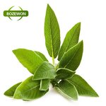 Mulberry Leaf Powder Manufacturer - Herbal Extract Sodium Copper Chlorophyllin HPLC