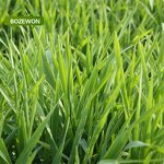 Wheat Grass Juice Powder Manufacturer - Organic ISO Halal Food Grade in Drum