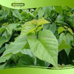 Mulberry Leaf Powder Manufacturer - Herbal Extract Sodium Copper Chlorophyllin HPLC