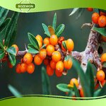 Seabuckthorn Fruit Oil Manufacturer - Organic Food Grade Herbal Extract Bottle Drum