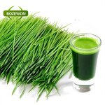 Barley Grass Juice Powder Manufacturer - 100% Organic HPLC-Tested in Glass Container