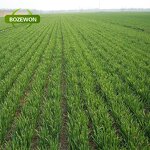 Barley Grass Juice Powder Manufacturer - Organic Herbal Supplement High Quality